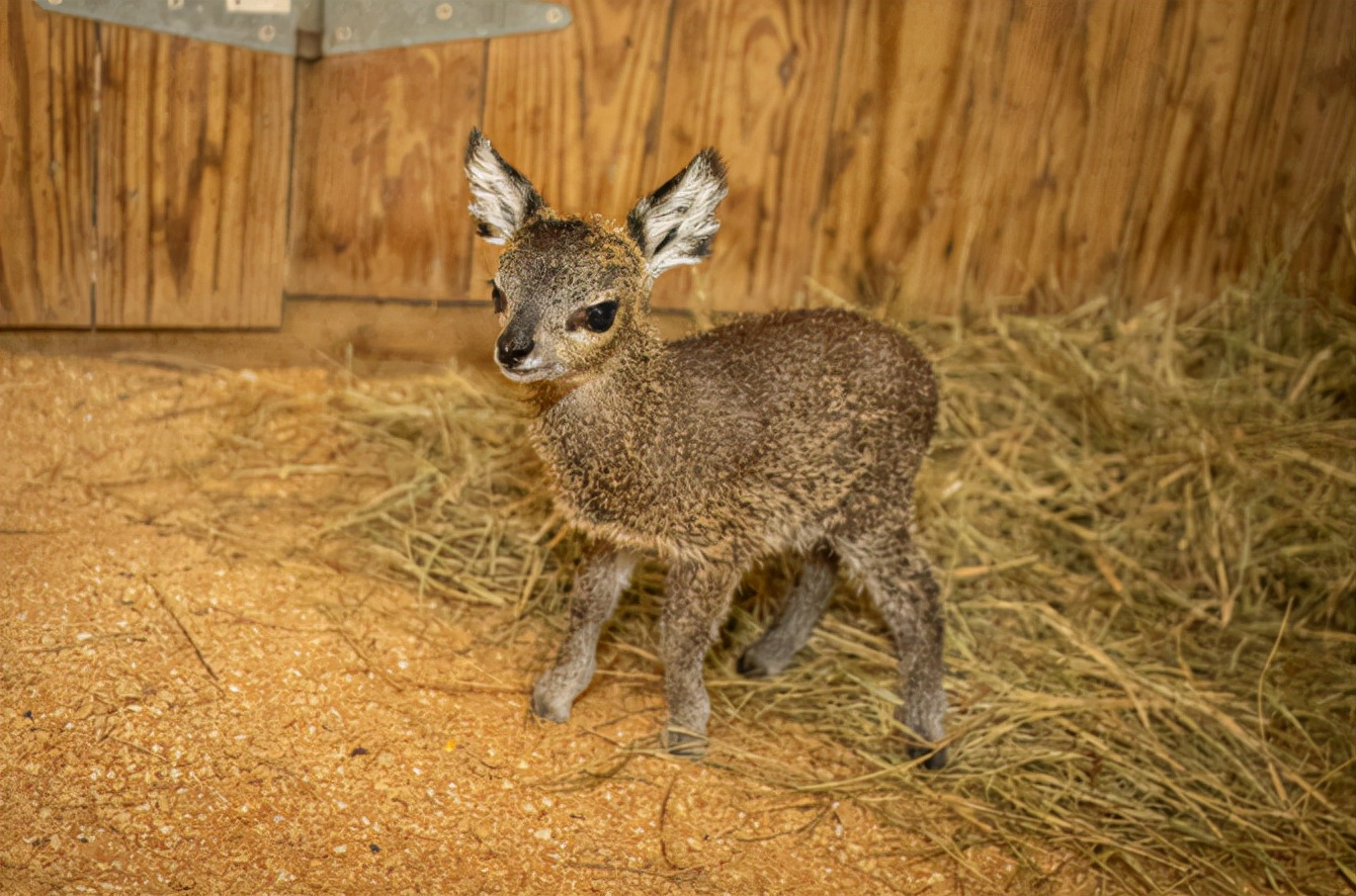 世界上最可爱的10种动物,世界上十种最可爱的动物