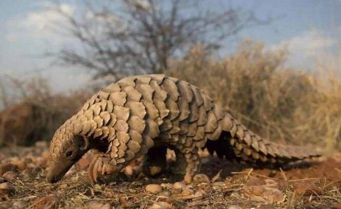 中华穿山甲的生存现状,关于中华穿山甲现在的情况