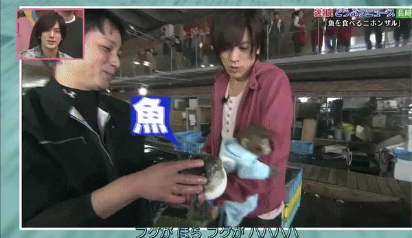 日本猕猴成功开启治疗头秃的大门,麻麻再也不用担心我的头发!