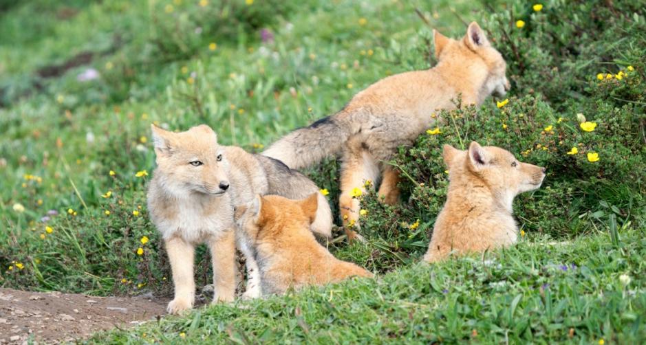 他叫辛巴,不是狮子王,8岁穿越12国:最好的教育,永远在路上