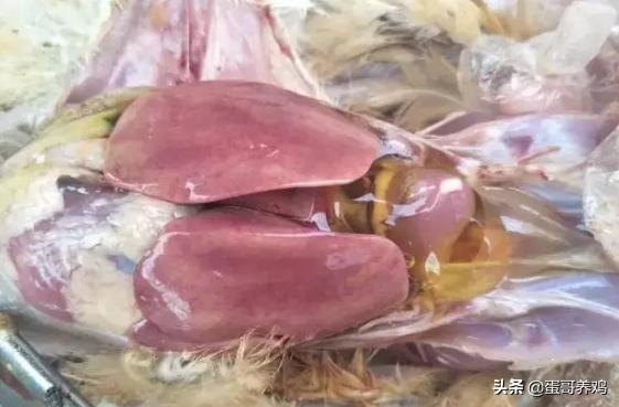 如何判断鸡的疾病,如何判断鸡消化道疾病