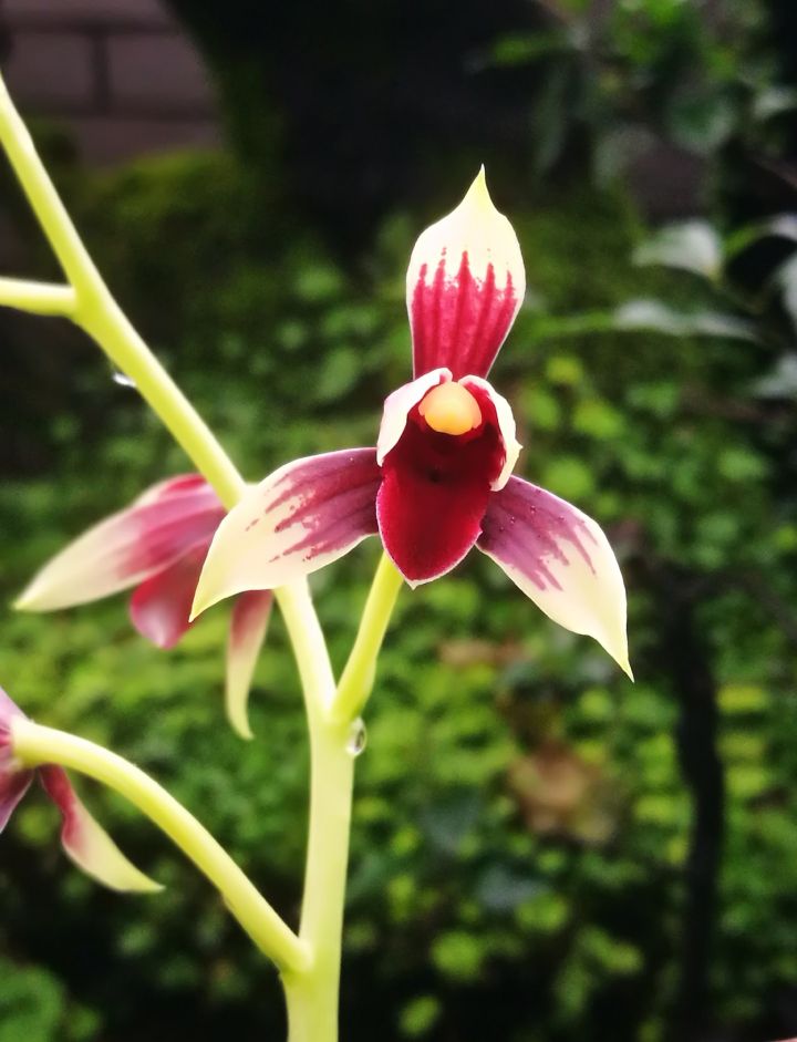 价值上百万一苗的秋榜红素，直接成为今年兰市的风向标