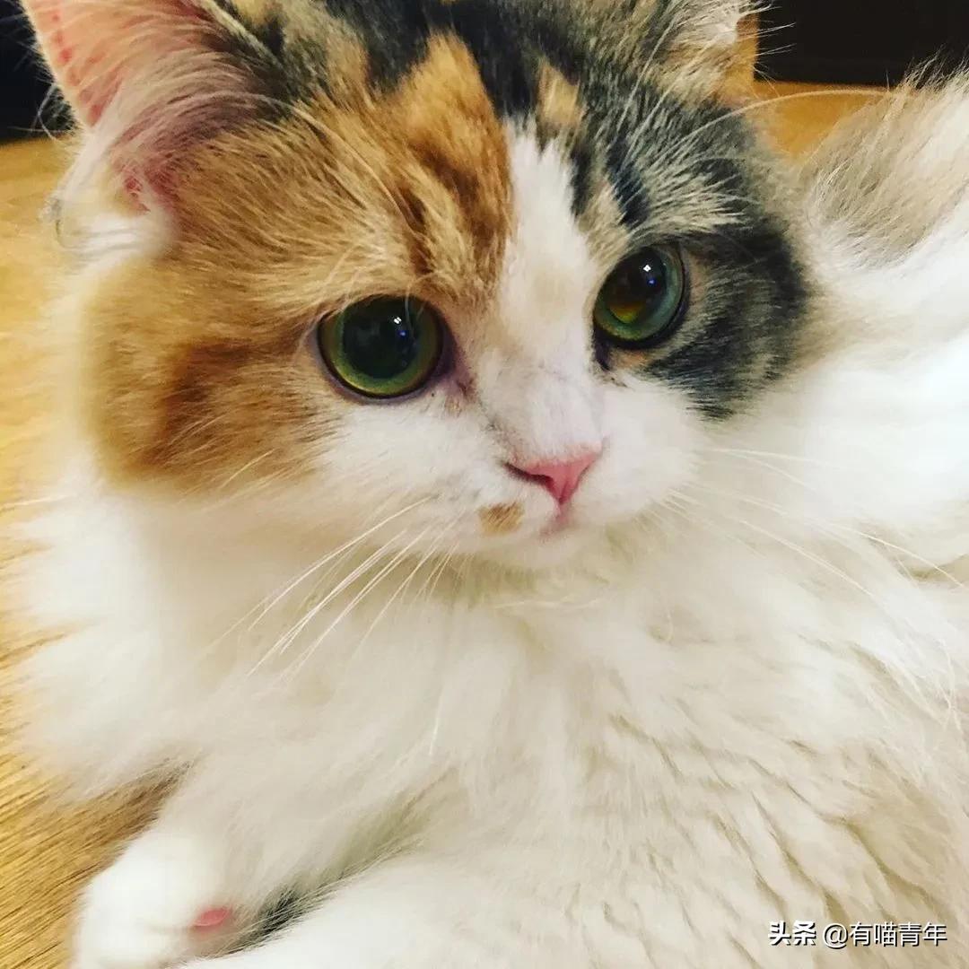 漂亮的三花猫欣赏,最迷人的三花猫