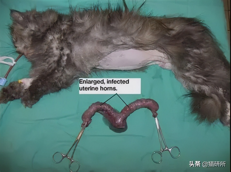 猫咪肚子圆鼓鼓，怎么区分是胖还是生病？