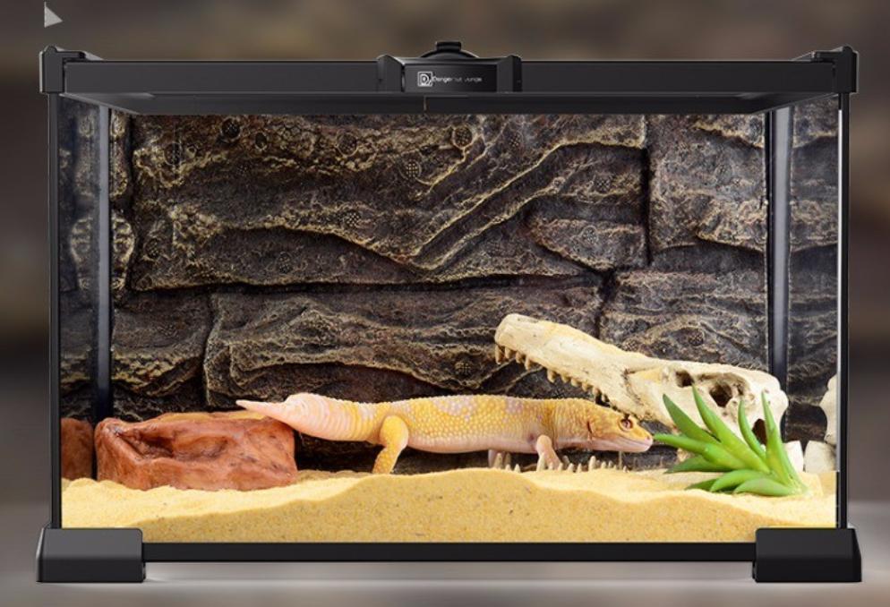 饲养可爱又呆萌傻傻的豹纹守宫,如何饲养好一只豹纹守宫