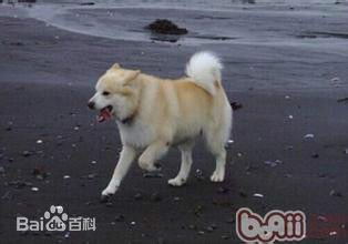 小型犬品种大全及图片柯基犬,不掉毛无体味性格温顺的小型犬