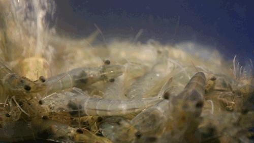 寰愬窞鐏攨铏炬粦,寰愬窞绗竴铏炬粦