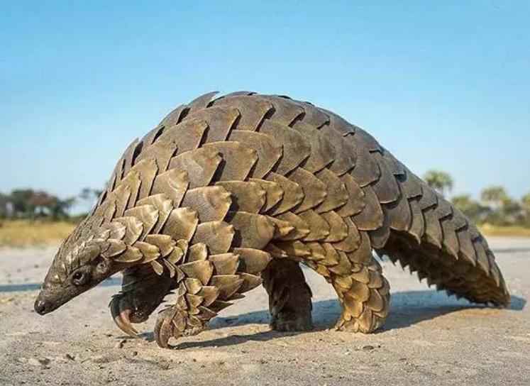 穿山甲被吃灭绝,穿山甲是被人类吃灭绝的吗