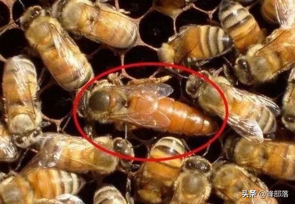 冬天中马蜂蜂王怎么保存起来备用,冬季蜂王应储存在哪里