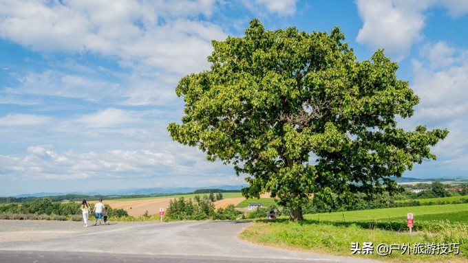 富良野一日游经典路线,日本北海道富良花海