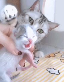 猫分娩是先分泌粘液还是先宫缩,猫分娩前分泌粘液