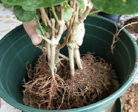 茉莉花怎么才能养成老桩,茉莉花老桩能生根吗