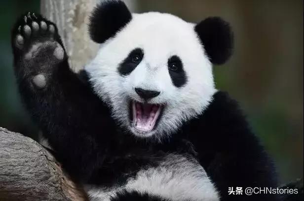 熊猫贝贝美国饲养员,海归大熊猫贝贝中国饲养员