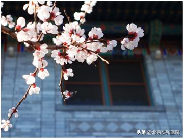 协和的园子:一座澄净心灵的医学百草园