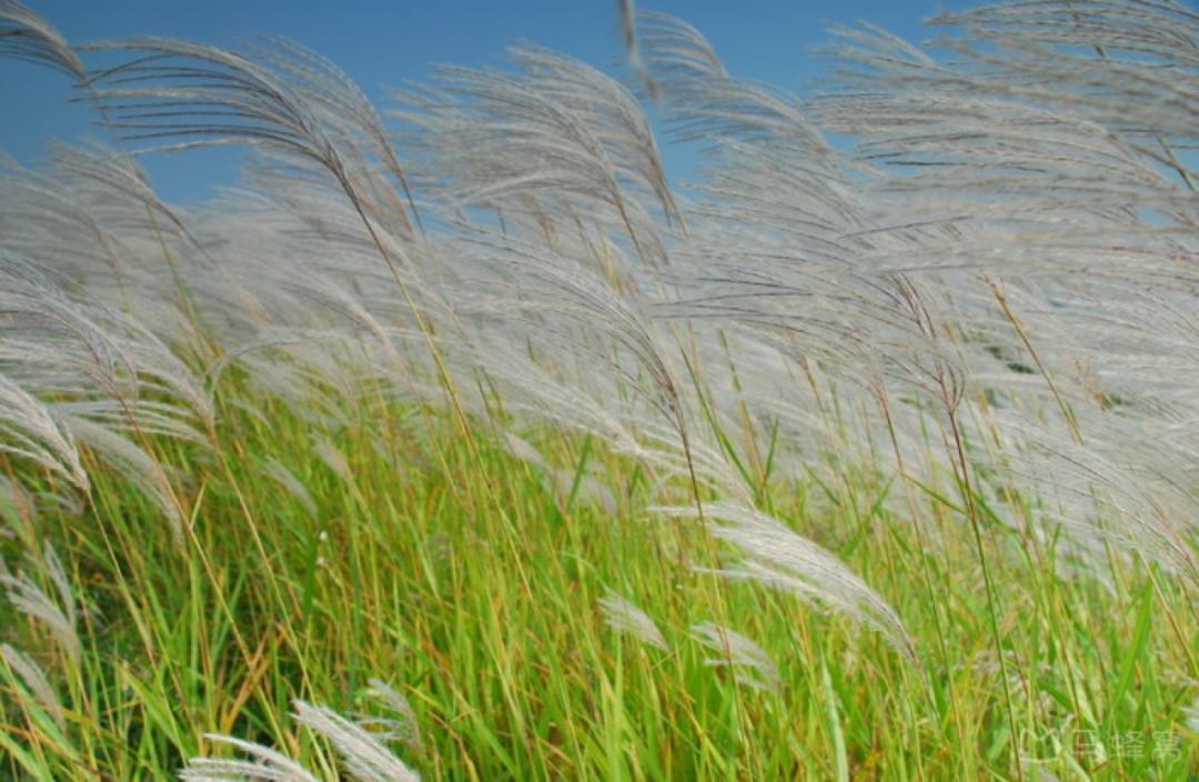 山东这两座小城，集齐了所有令人向往的美景，超级适合自驾！