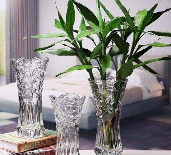 水培植物长青苔怎么处理,水培植物长青苔怎么用药物去除