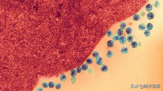 猫瘟和猫艾滋,艾滋猫是怎么回事