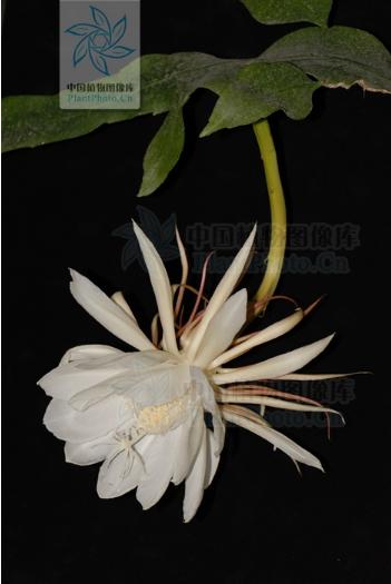 长着叶的模样，干着叶的活，为什么不给它叶的名分