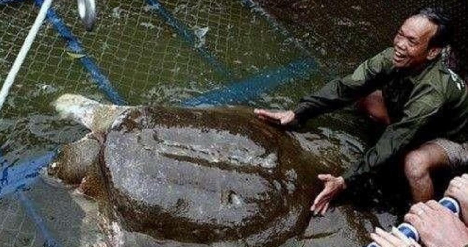 古井里有一只大乌龟,古井发现最大乌龟