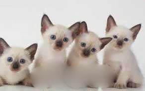 十大可爱猫咪排名,盘点世界上最可爱的猫咪