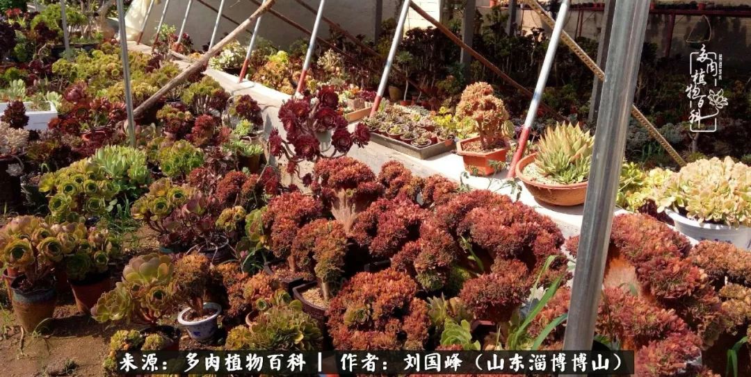 多肉安全度夏技巧,多肉如何度夏教学