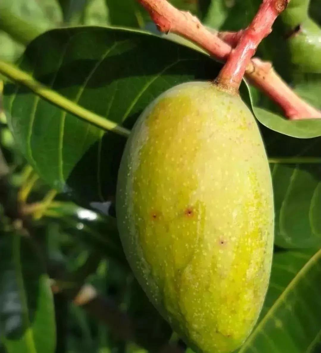 芒果幼果期出新梢怎么办,芒果挂果外皮有黑斑是什么原因