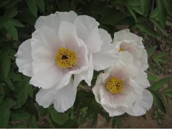 靓妆白里透红,雍容华贵牡丹大红靓装