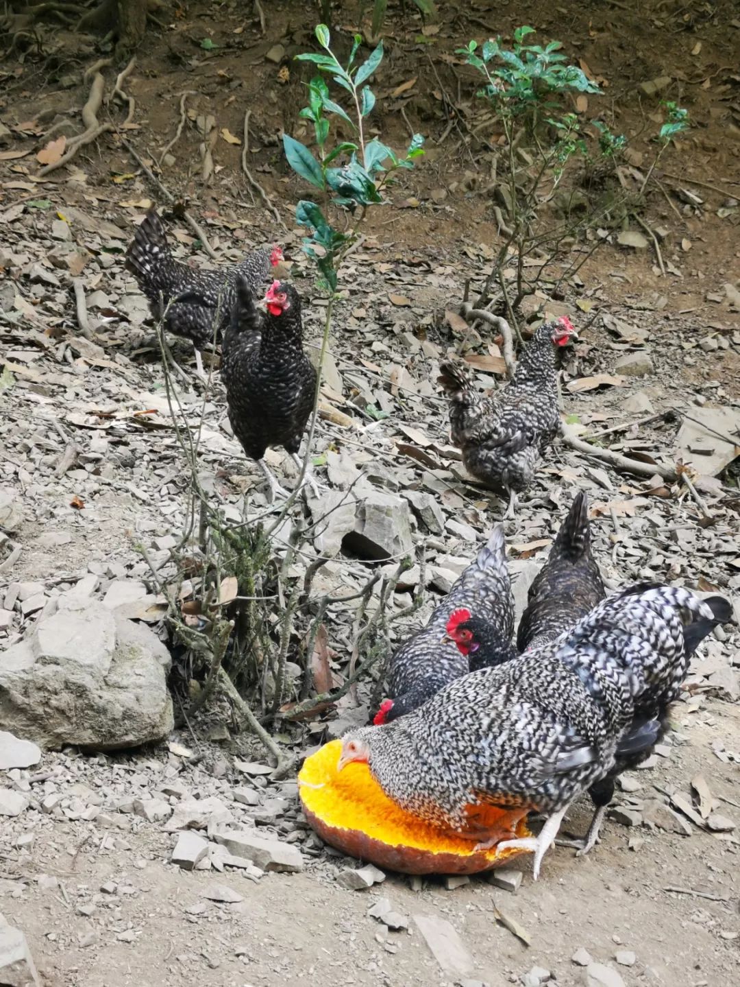 我们在距芜湖70公里的古坝村,找到了向往的生活