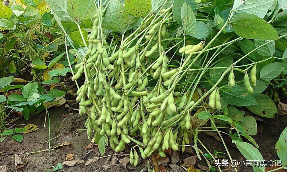 秋天最应该吃的一道家常菜,秋天吃这种蔬菜我家一周吃七次