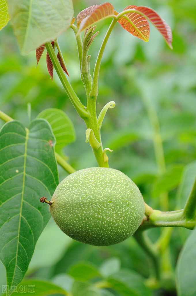 核桃香椿傻傻分不清楚,怎么通过树来辨认香椿和臭椿