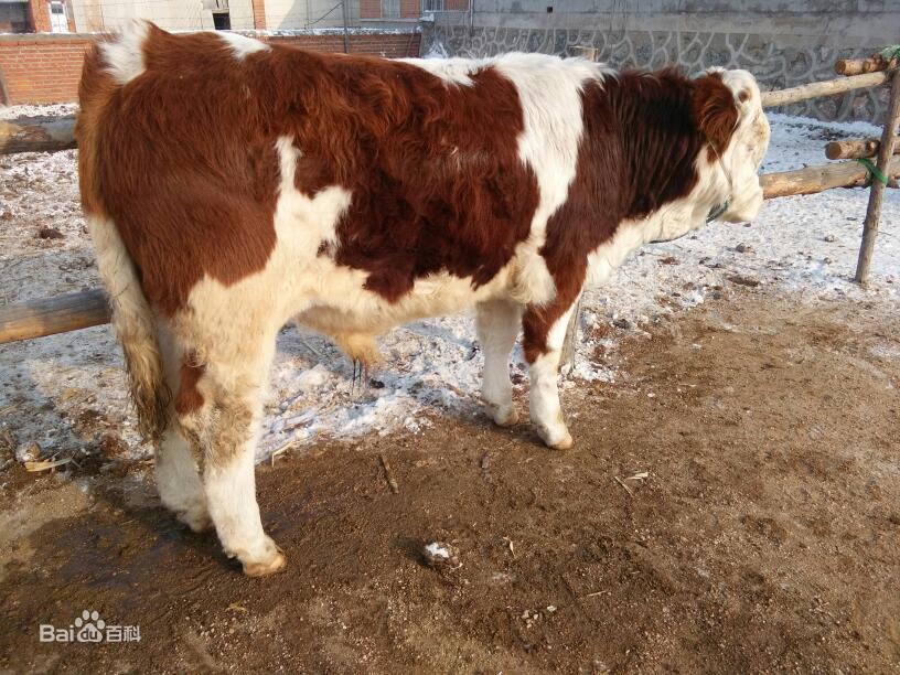 奶粉和羊奶哪个价格贵,十大放心奶粉排行榜国产奶粉3段