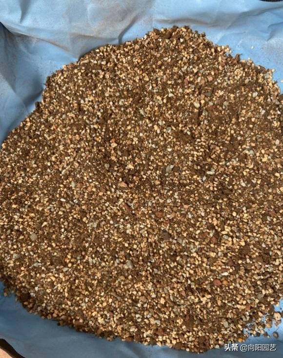 多肉养不好,多肉精养怎么控