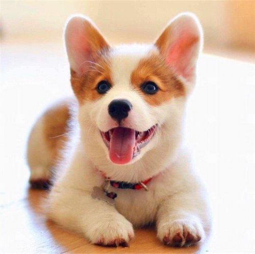 柯基被人宠坏的5个表现,柯基被宠坏的五大表现