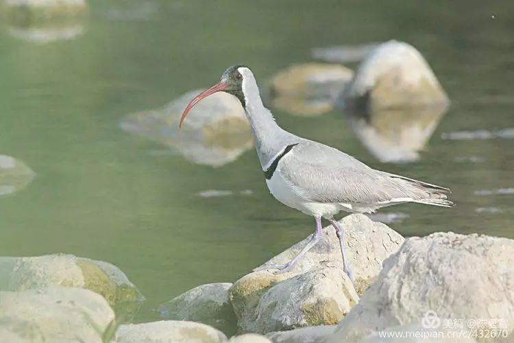 你善待动物动物也会善待你,善待动物就是善待我们人类自己