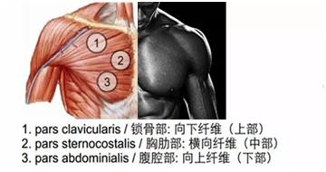 男生瑜伽垫健身教程入门,男性健身新手入门教程