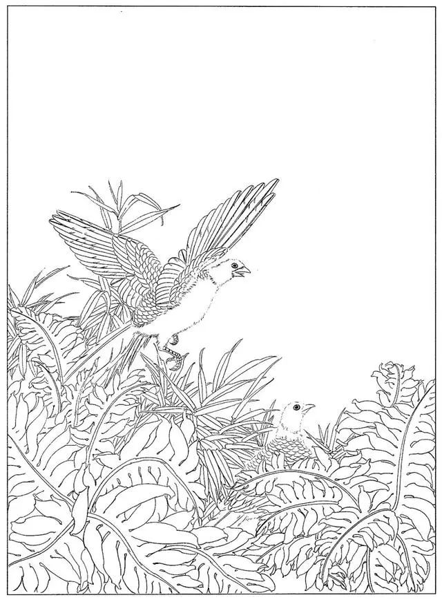 工笔花鸟白描步骤图,牡丹六尺横幅白描工笔花鸟底稿