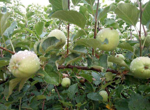 苹果小卷蛾用什么杀虫剂,苹果树卷叶病用什么药