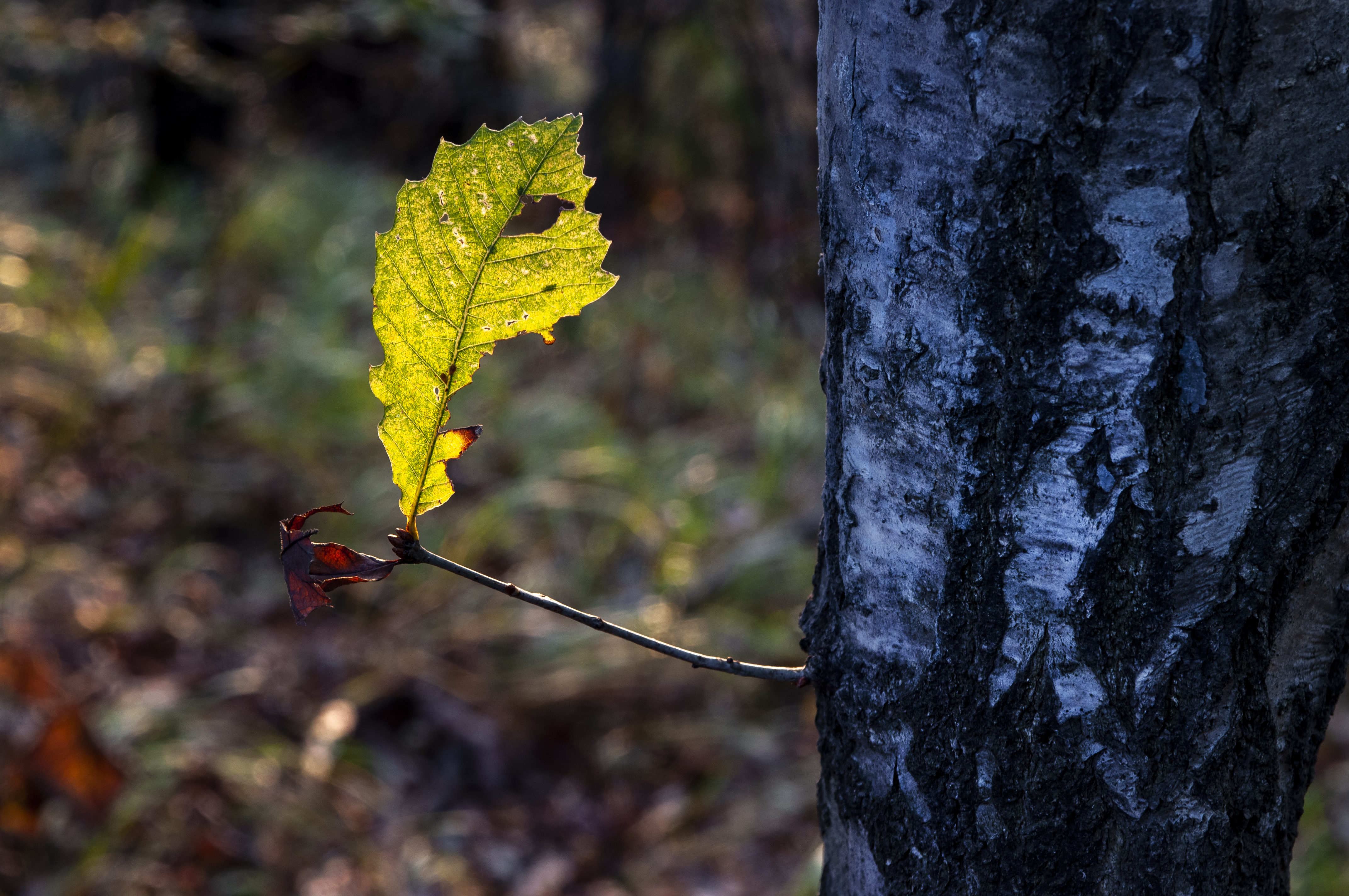 老界岭夏日风景,深秋山里的风景