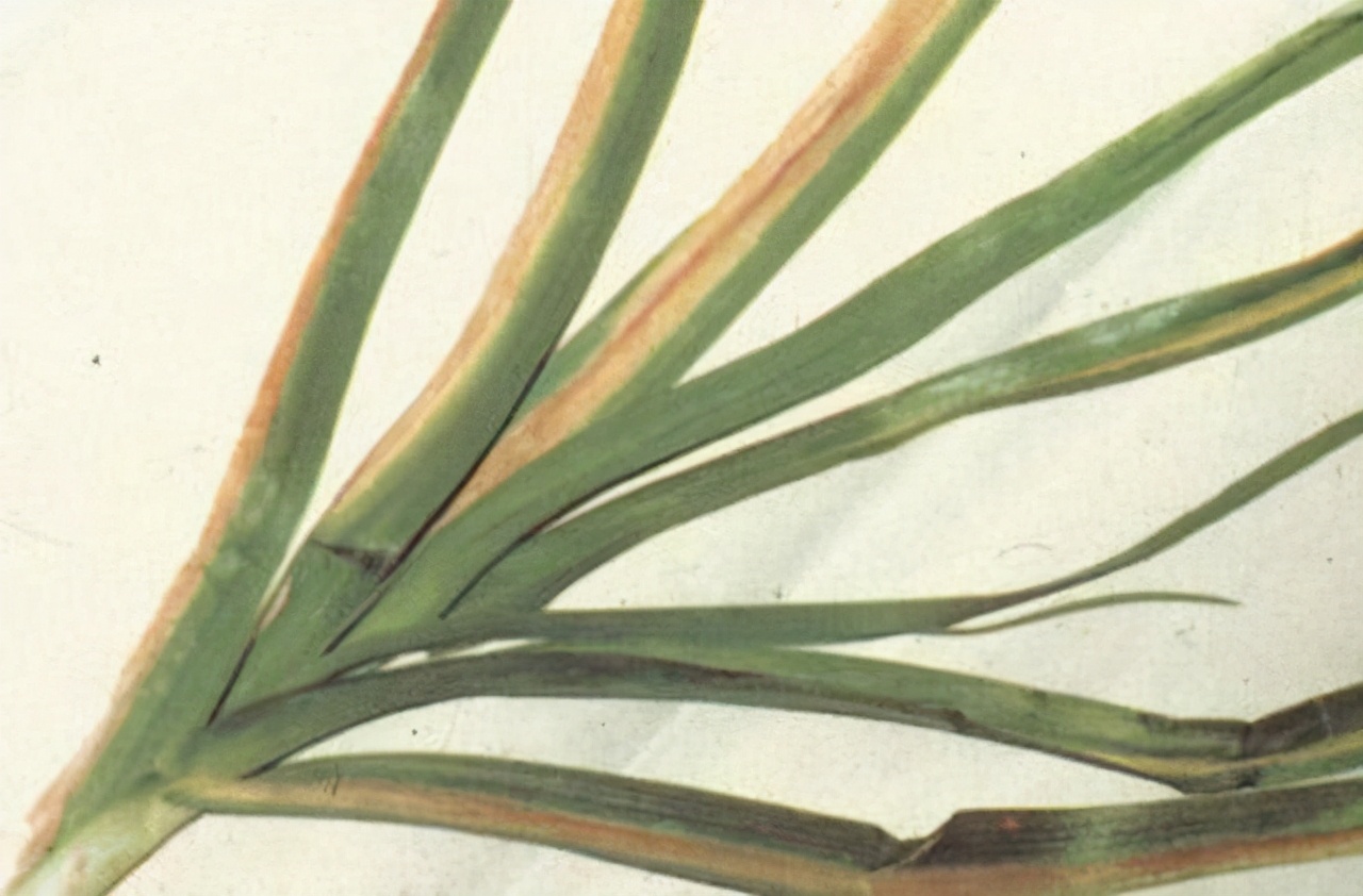 大蒜软腐病应该如何防治？大蒜软腐病防治方法