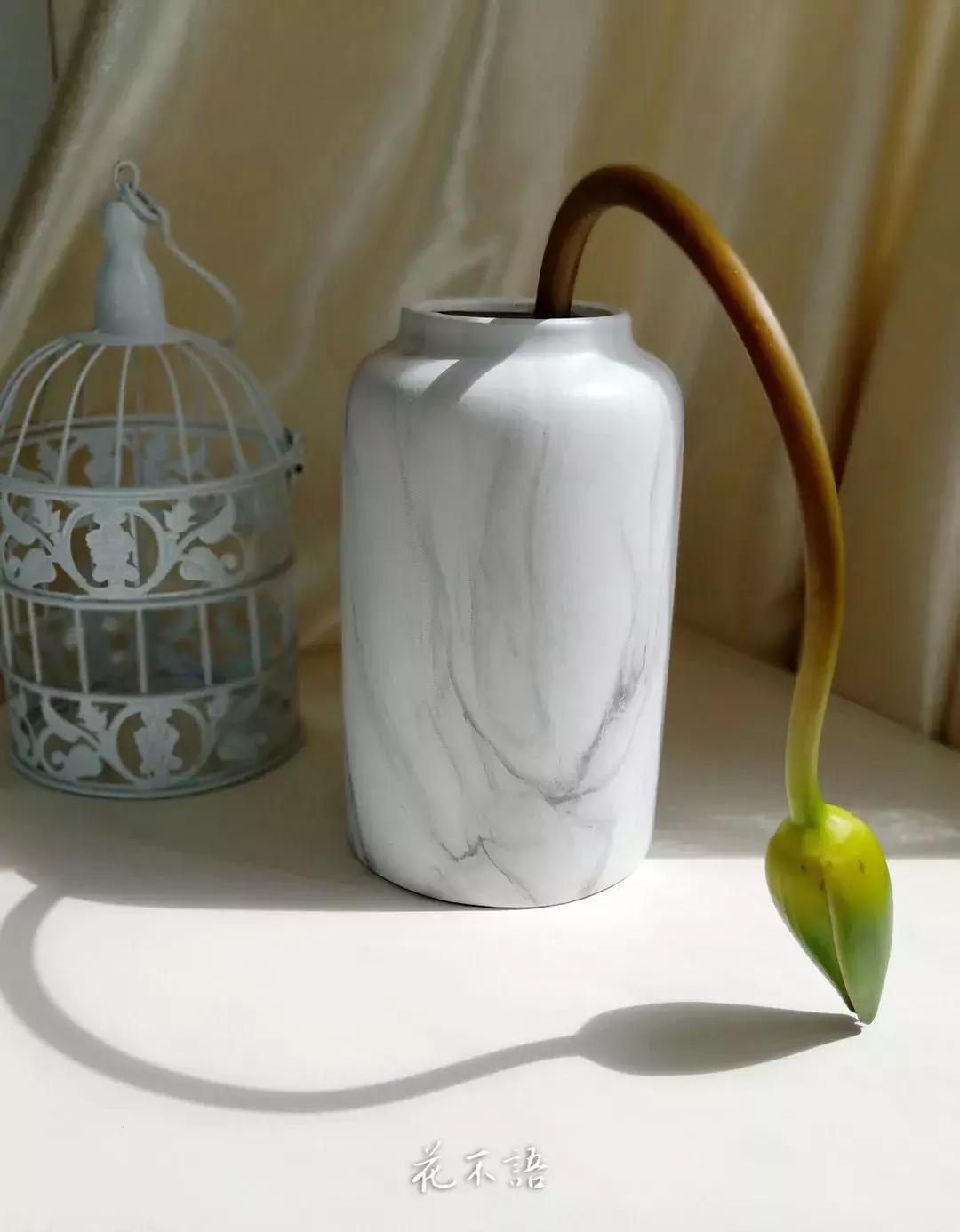 睡莲9月的养护,睡莲的养护方法文字