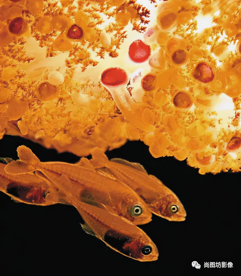 国际摄影展获奖作品,国际摄影获奖作品欣赏第88期