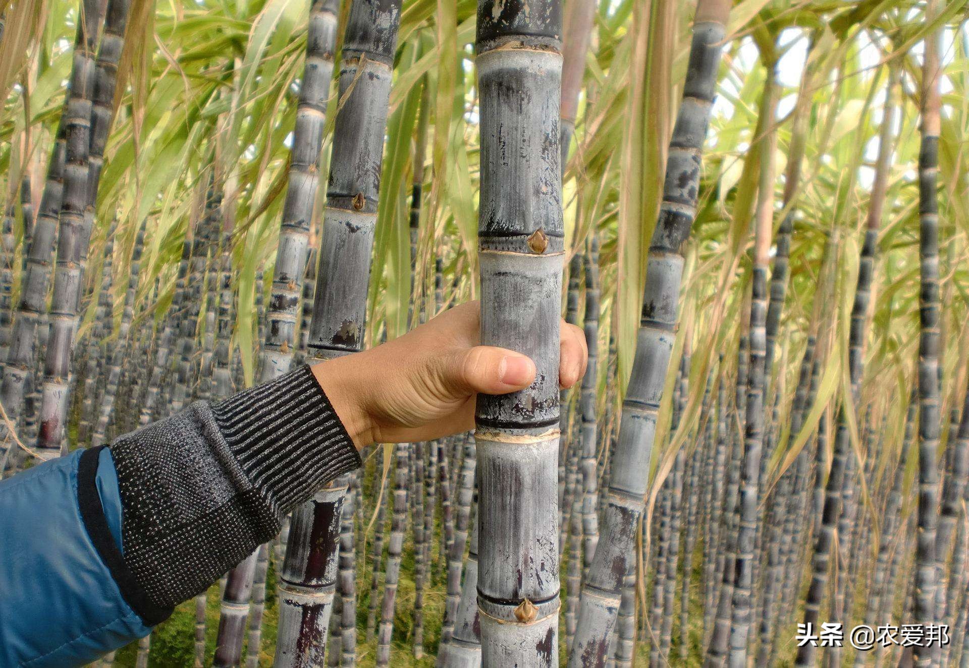 绿皮甘蔗和紫皮甘蔗煮水的区别,绿皮甘蔗与紫皮甘蔗的区别是什么