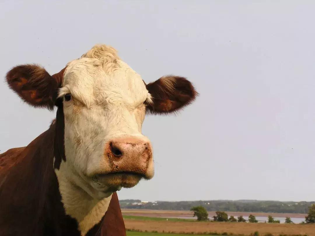 宝宝都不饿怎么办,宝宝就不爱吃辅食怎么办