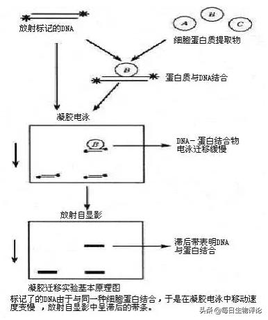 ems实验的结果如何解读,什么是emsa实验