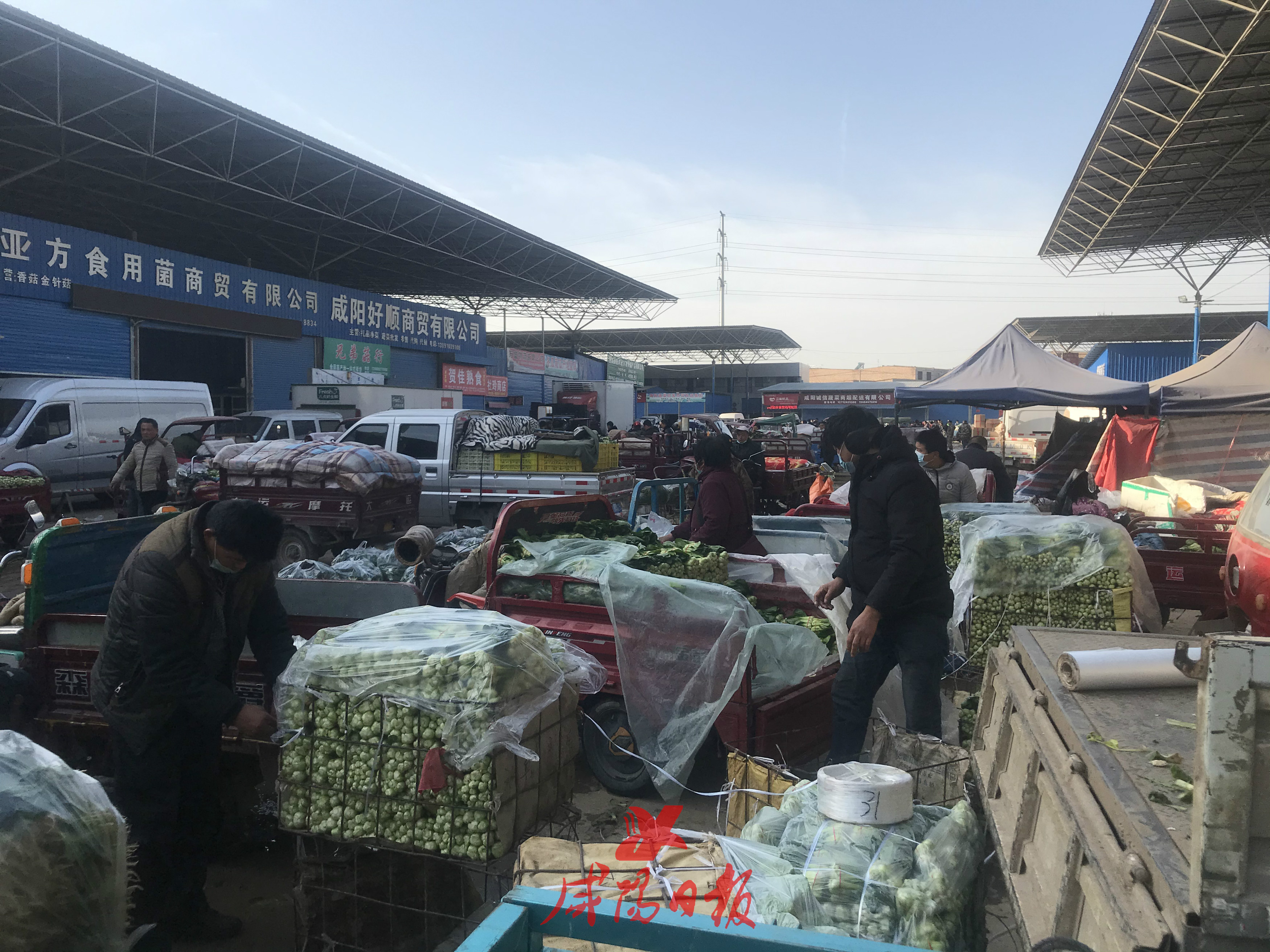 杨村蔬菜种植,杨村蔬菜大棚