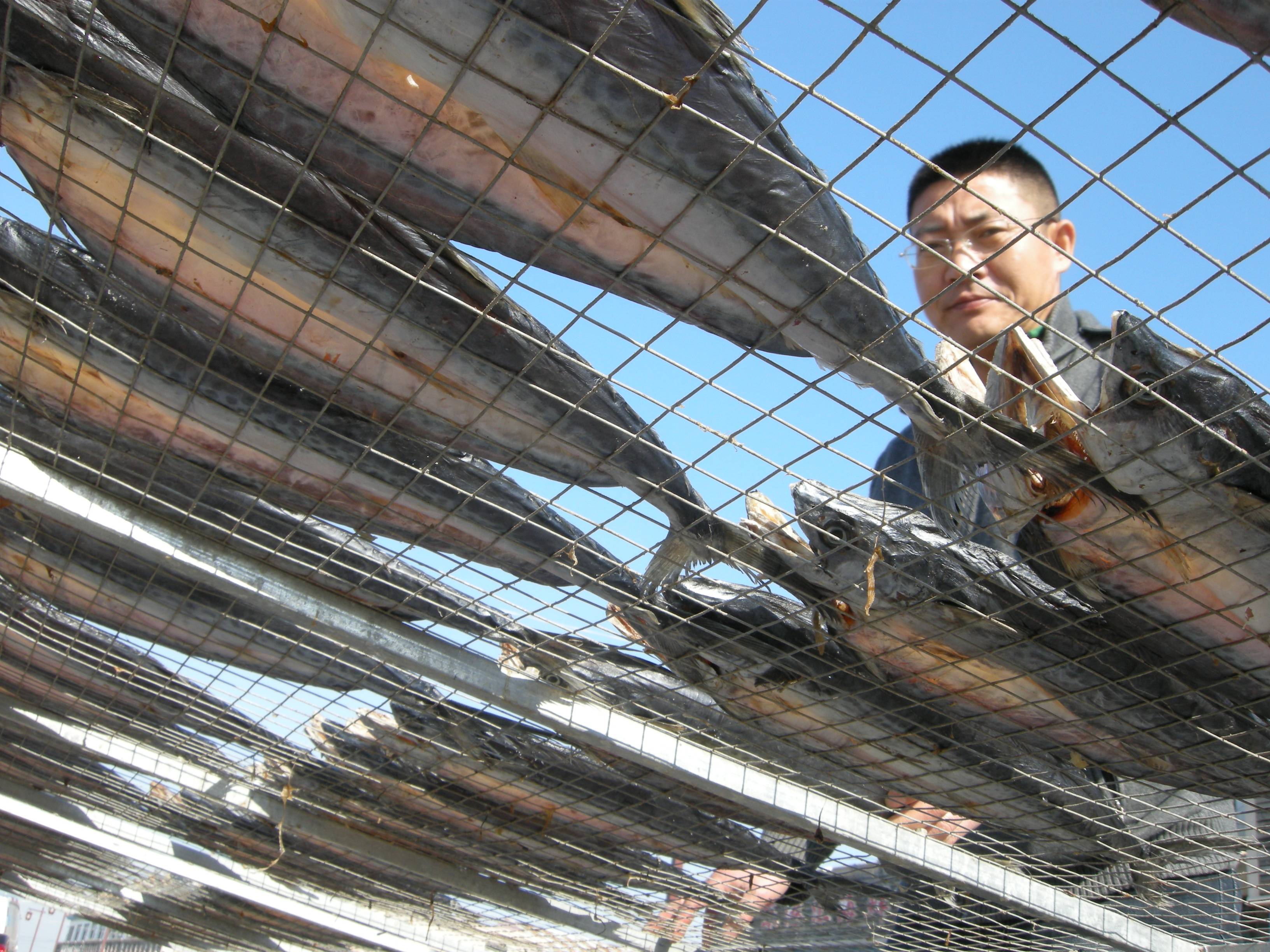 青岛港东码头开渔节,青岛港东码头赶海最新
