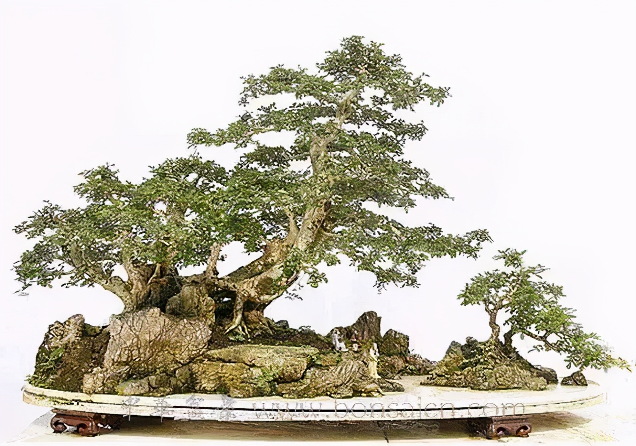 树木盆景养护包含六个方面的工作,盆景树如何照顾