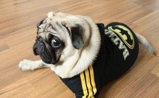 巴哥犬厉害吗,巴哥犬好养吗优缺点有哪些