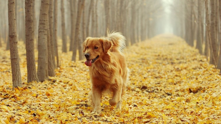 狗狗尿床是什么意思,三个月的狗狗老是尿床有什么问题