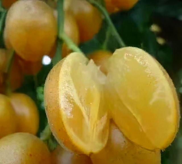 海南有哪些热带水果推荐,海南热带水果都有哪些